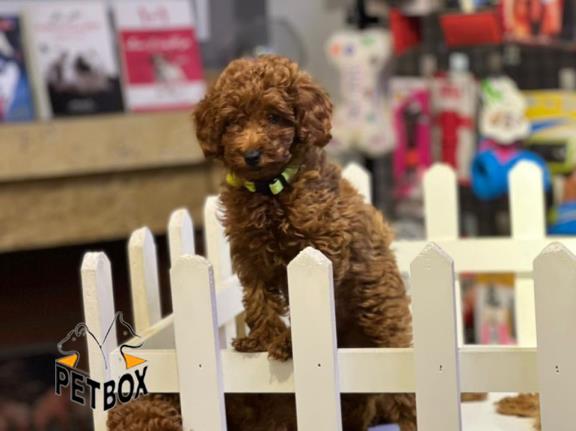 فروش توله های توی  پودل