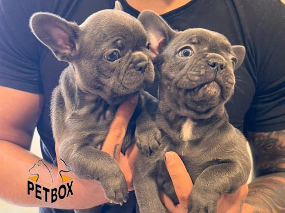 فروش توله های فرنچ بولداگ