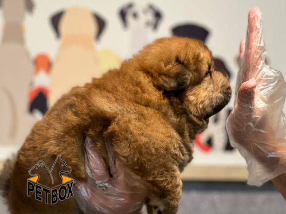 فروش توله ی چاوچاو 