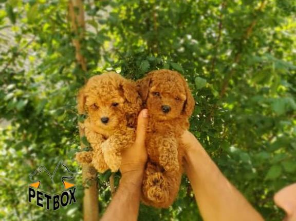 فروش توله های توی  پودل