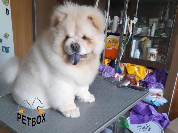 فروش توله ی چاوچاو