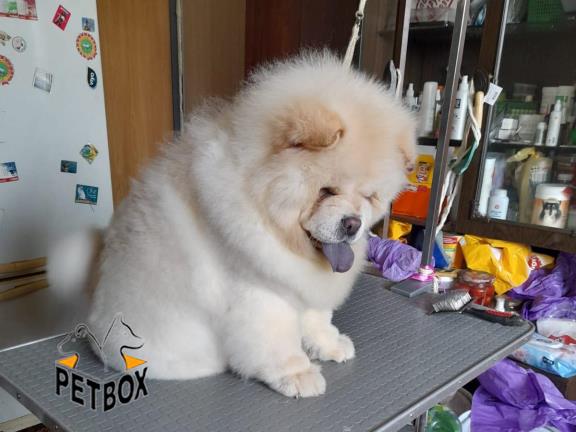 فروش توله ی چاوچاو آموزش دیده