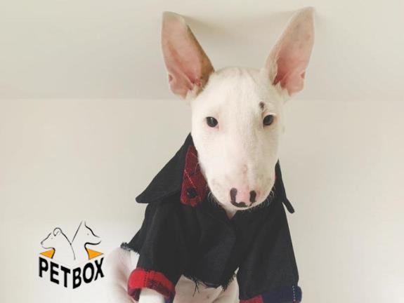 فروش توله ی بول تریر 