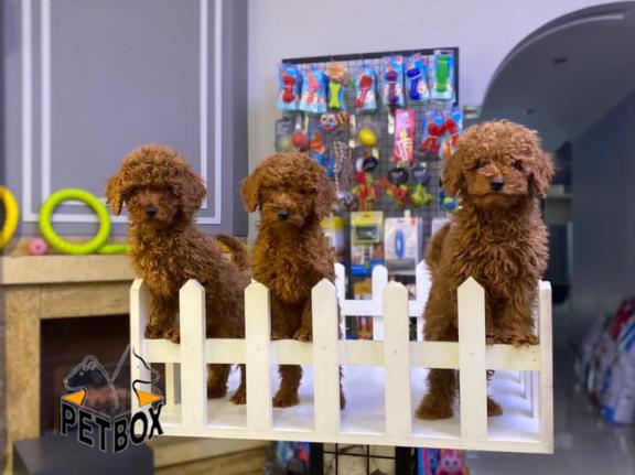 فروش توله های توی  پودل