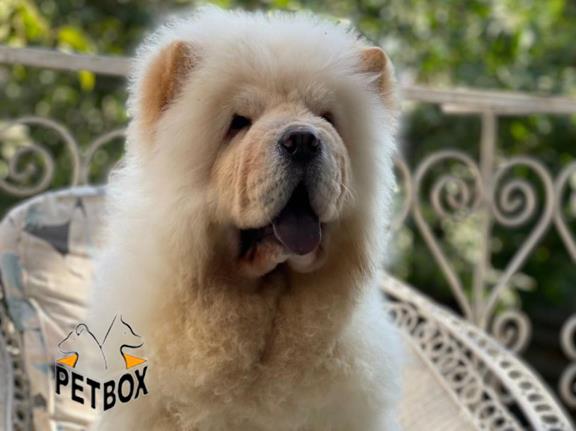 فروش توله ی چاوچاو