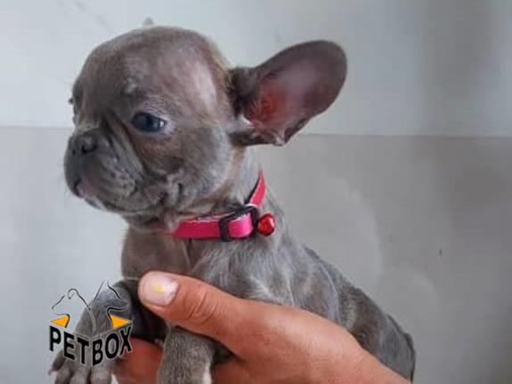 فروش توله های فرنچ بولداگ