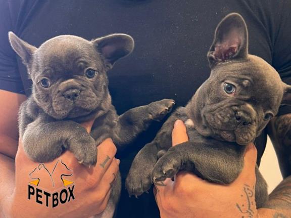 فروش توله های فرنچ بولداگ