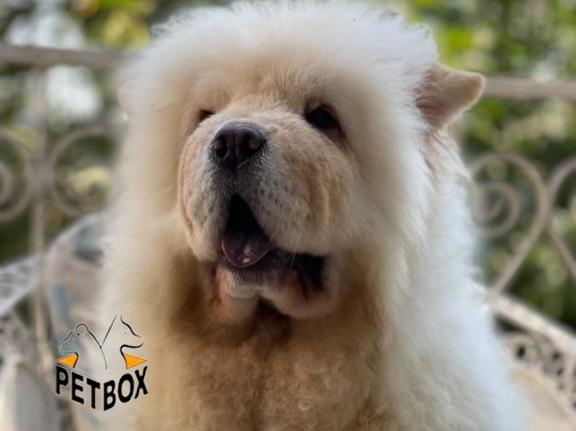 فروش توله ی چاوچاو