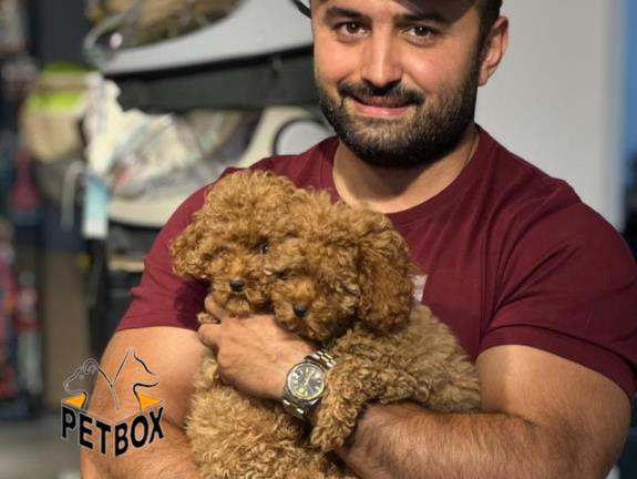 فروش توله های توی  پودل