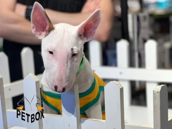 فروش توله های بول تریر 