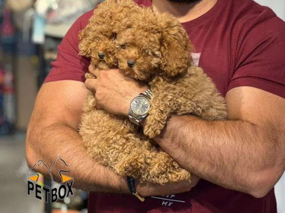 فروش توله های توی  پودل