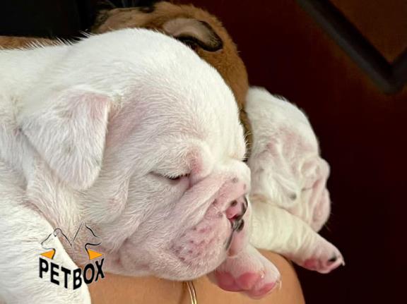 فروش توله ها انگلیش بوداگ