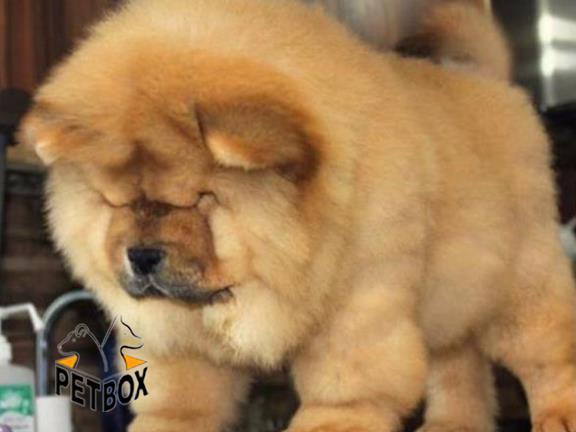 فروش توله ی چاوچاو وارداتی