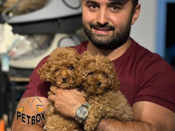 فروش توله های توی  پودل