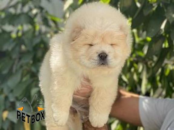 فروش توله ی چاوچاو