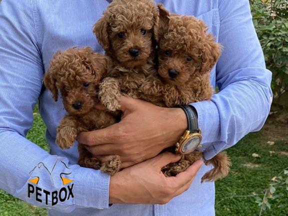 فروش توله های توی  پودل