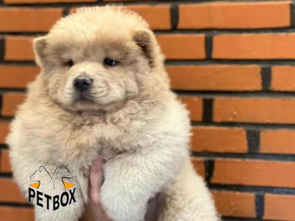 فروش توله ی چاوچاو