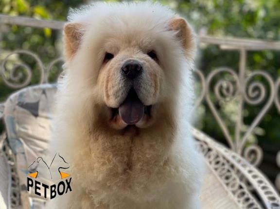 فروش توله ی چاوچاو چهار ماه اموزش دیده 