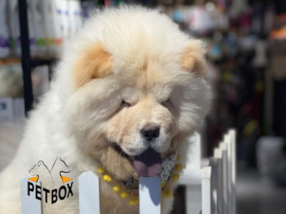 فروش توله ی چاوچاو