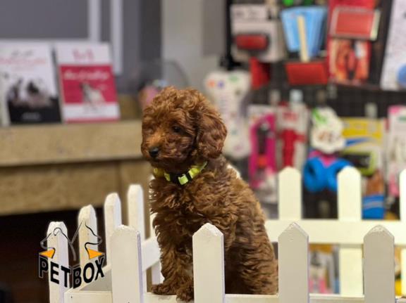 فروش توله های توی  پودل