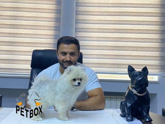 فروش توله های پامرانین 