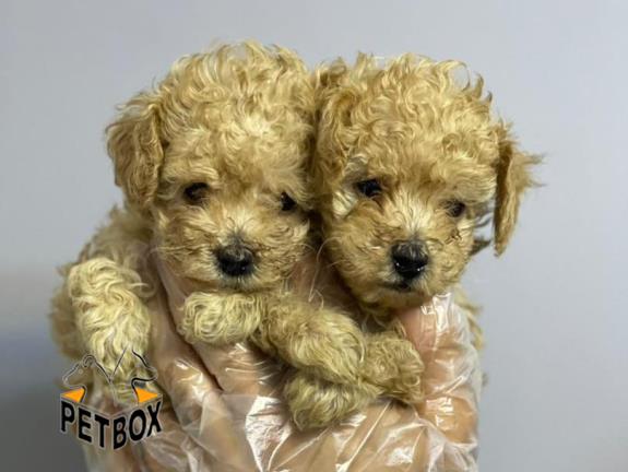 فروش توله های توی  پودل 