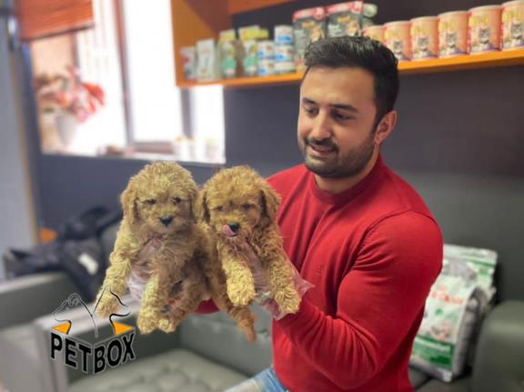 فروش توله های توی  پودل