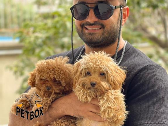 فروش توله های توی  پودل