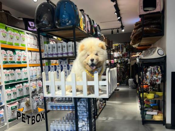 فروش توله ی چاوچاو