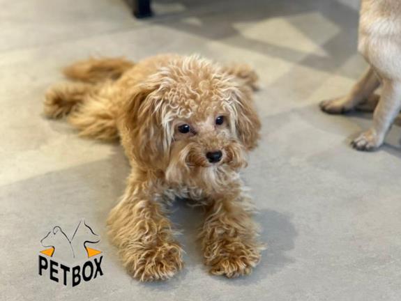 فروش توله های توی  پودل 