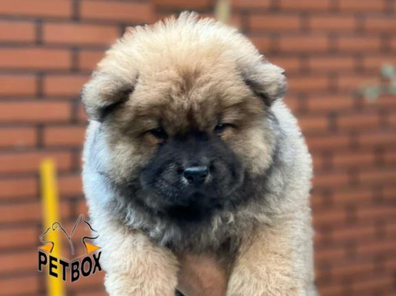 فروش توله ی چاوچاو