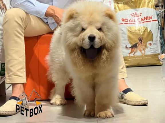 فروش توله ی چاوچاو