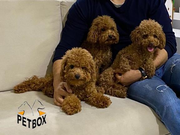 فروش توله های توی  پودل 