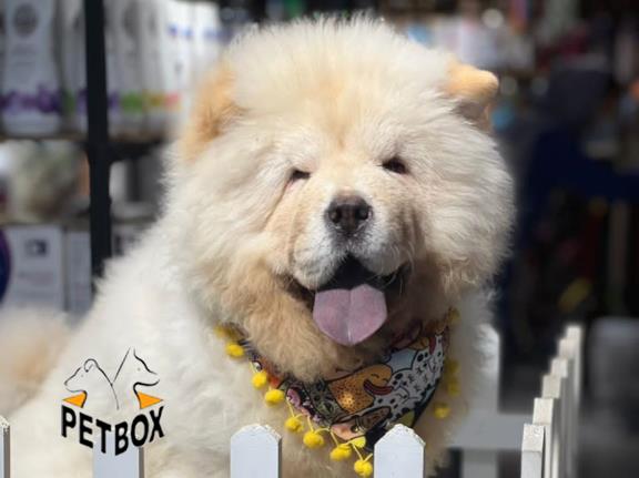 فروش توله ی چاوچاو