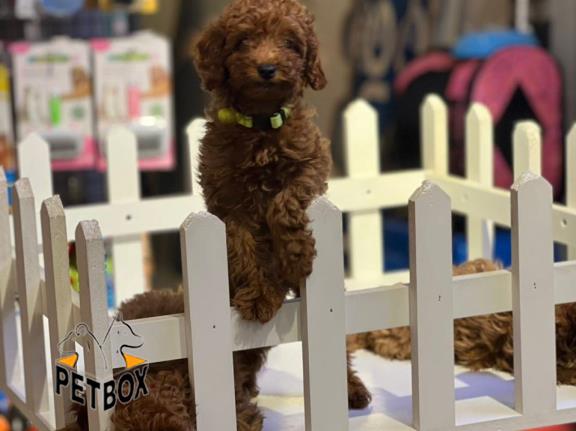 فروش توله های توی  پودل  