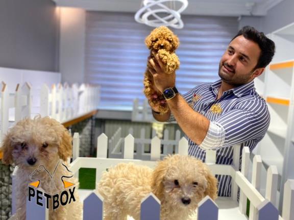 فروش توله های توی  پودل