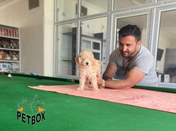 فروش توله های توی  پودل