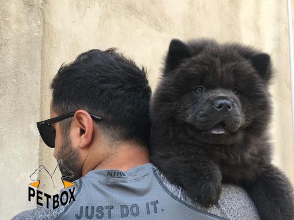 فروش توله ی چاوچاو