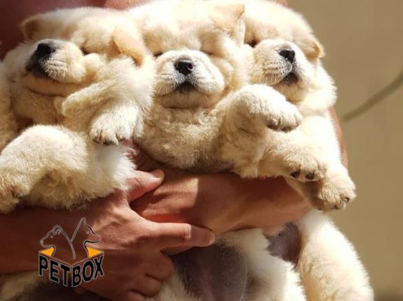 فروش توله ی چاوچاو