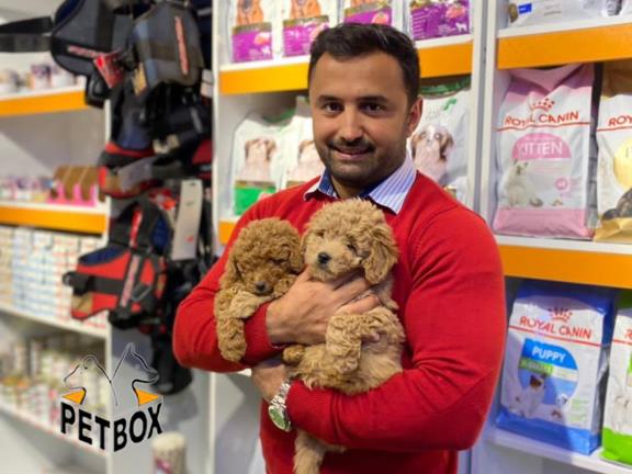 فروش توله های توی  پودل