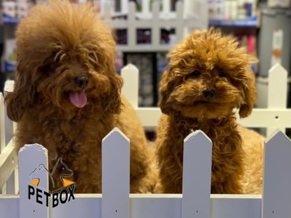 فروش توله های توی  پودل