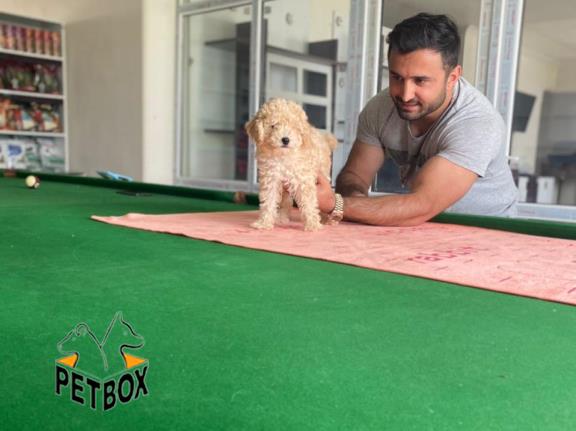 فروش توله های توی  پودل