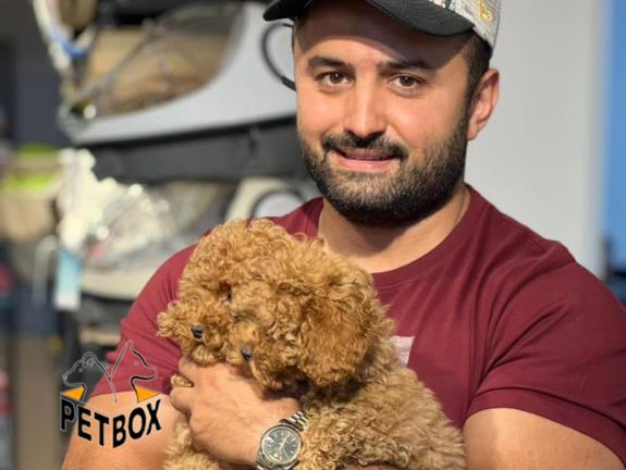 فروش توله های توی  پودل