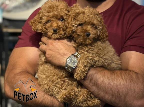 فروش توله های توی  پودل