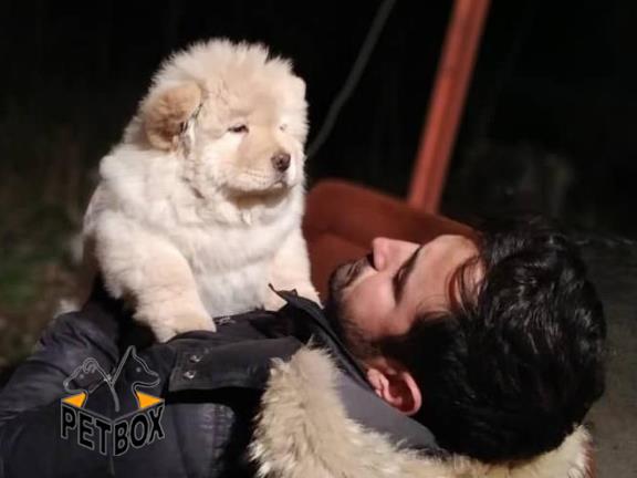 فروش توله ی چاوچاو