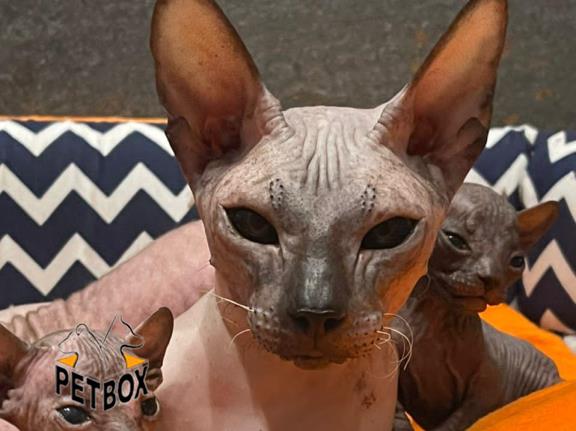 فروش گربه های اسفینکس 