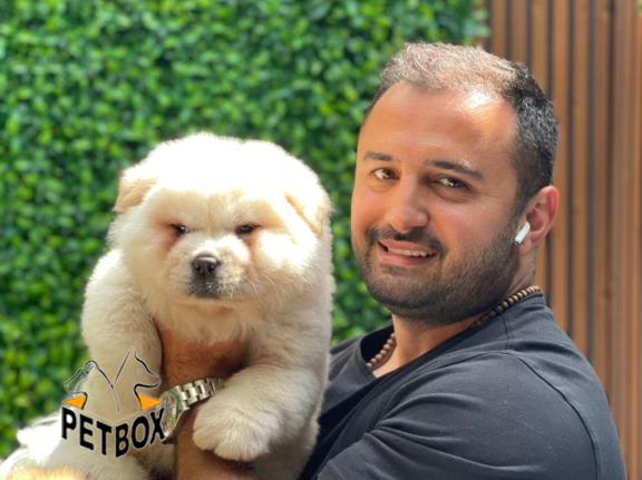 فروش توله ی چاوچاو