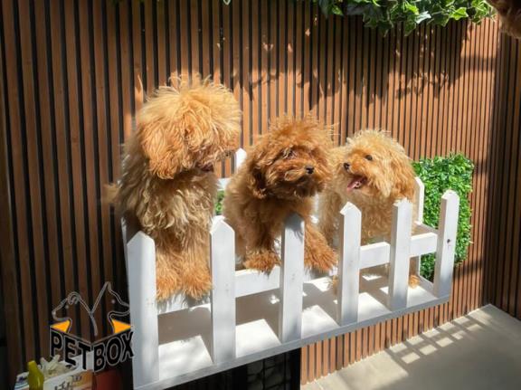 فروش توله های توی  پودل 