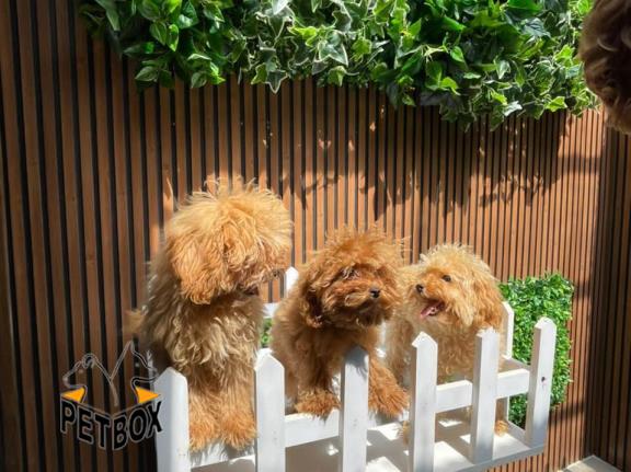 فروش توله های توی  پودل