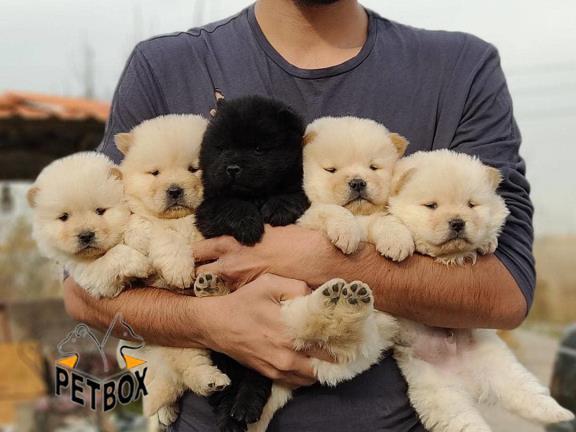 فروش توله ی چاوچاو